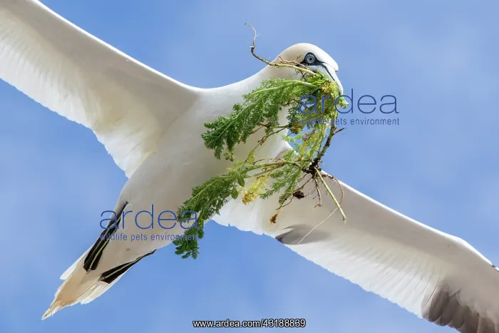 : Northern gannet (Morus bassanus) in flight with : Northern gannet (Morus bassanus) in flight with