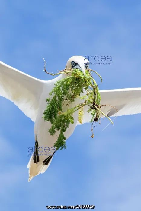 : Northern gannet (Morus bassanus) in flight with : Northern gannet (Morus bassanus) in flight with