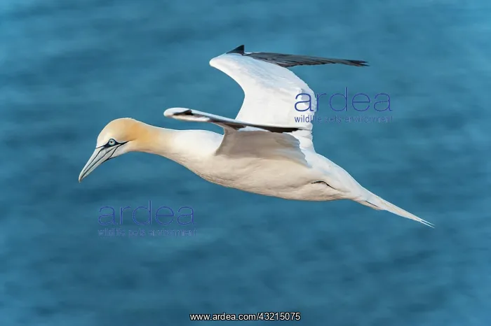 : Northern gannet (Morus bassanus) in flight over : Northern gannet (Morus bassanus) in flight over