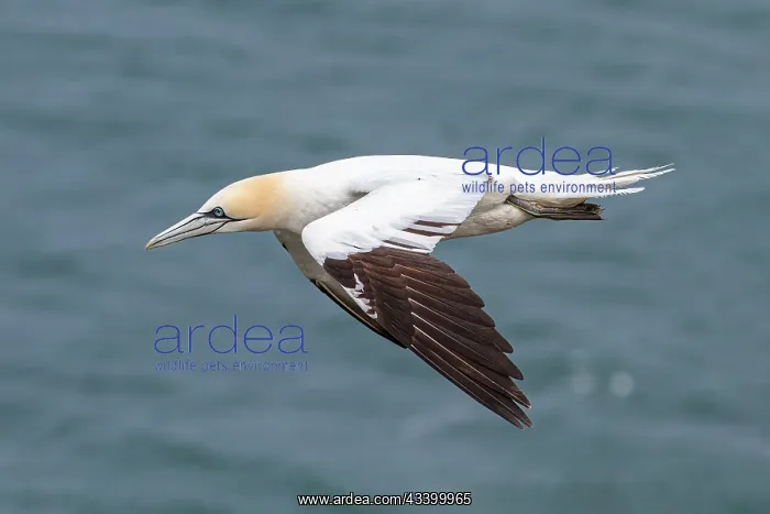  : Northern Gannet (Morus bassanus) - in flight over