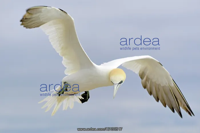 : Northern gannet (Morus bassanus) in flight, Helgoland : Northern gannet (Morus bassanus) in flight, Helgoland