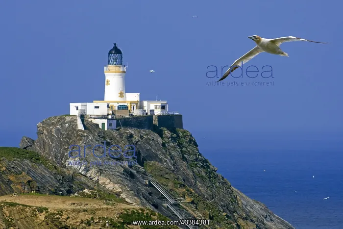 : Northern gannet (Morus bassanus) in flight and Muckle Flugga : Northern gannet (Morus bassanus) in flight and Muckle Flugga