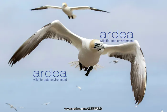 : Northern gannet (Morus bassanus) in flight, Saltee : Northern gannet (Morus bassanus) in flight, Saltee