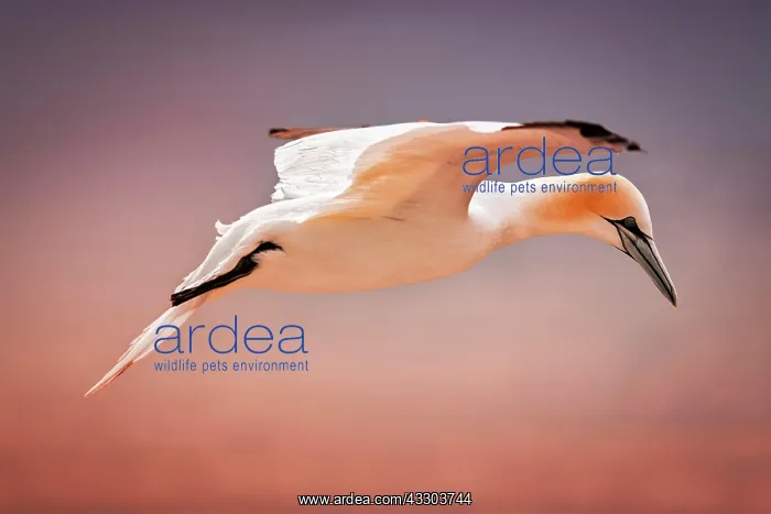 : Northern gannet (Morus bassanus) in flight, sunset : Northern gannet (Morus bassanus) in flight, sunset