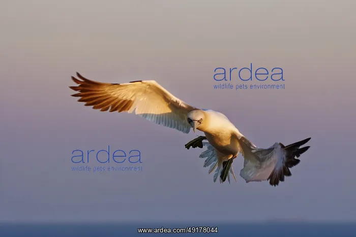 : Northern Gannet (Morus bassanus) flying : Northern Gannet (Morus bassanus) flying