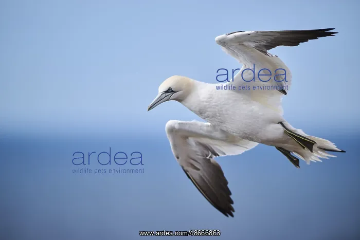 : Northern gannet (Morus bassanus) flying over the sea : Northern gannet (Morus bassanus) flying over the sea