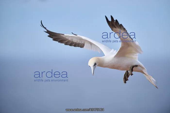 : Northern gannet (Morus bassanus) flying over the sea : Northern gannet (Morus bassanus) flying over the sea