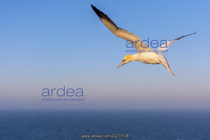 : Northern Gannet (Morus bassanus) flying above t : Northern Gannet (Morus bassanus) flying above t
