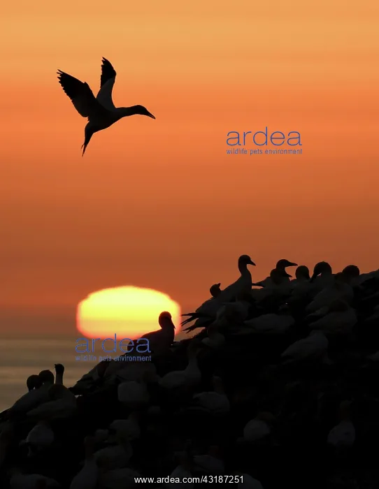 : Northern gannet (Morus bassanus), gannet flying : Northern gannet (Morus bassanus), gannet flying