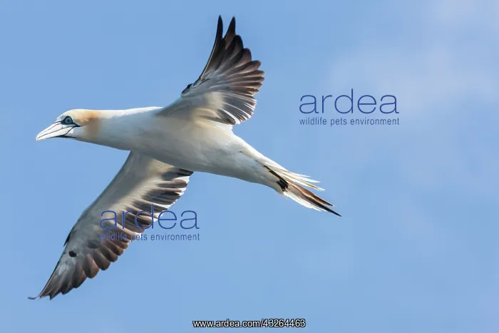 : Northern Gannet (Morus bassanus), Noss national : Northern Gannet (Morus bassanus), Noss national