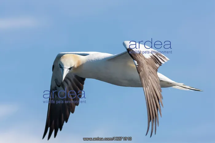: Northern Gannet (Morus bassanus), Noss national : Northern Gannet (Morus bassanus), Noss national