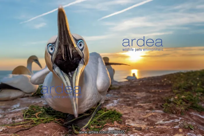  : Northern gannet (Morus bassanus) with open beak