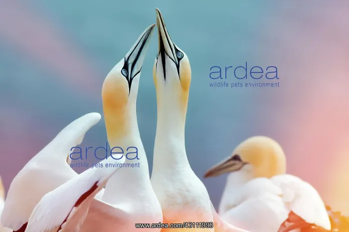 : Northern gannet (Morus bassanus), pair courtships : Northern gannet (Morus bassanus), pair courtships