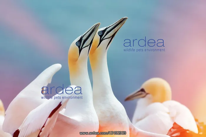 : Northern gannet (Morus bassanus), pair courtships : Northern gannet (Morus bassanus), pair courtships