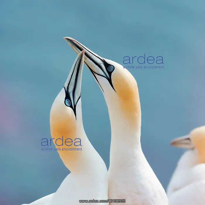 : Northern gannet (Morus bassanus), pair courtships : Northern gannet (Morus bassanus), pair courtships