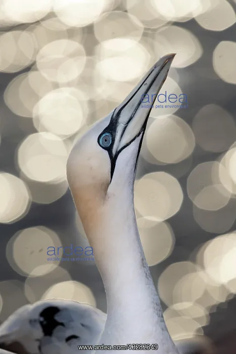  : Northern gannet (Morus bassanus), portrait in front