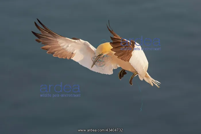 : Northern gannet (Morus bassanus) Seabird, approaching : Northern gannet (Morus bassanus) Seabird, approaching
