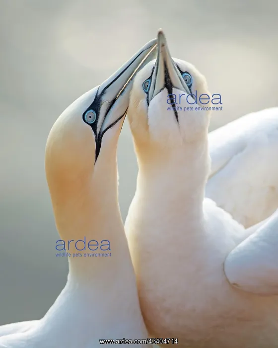 : Northern gannet (Morus bassanus) Seabird, pair in : Northern gannet (Morus bassanus) Seabird, pair in