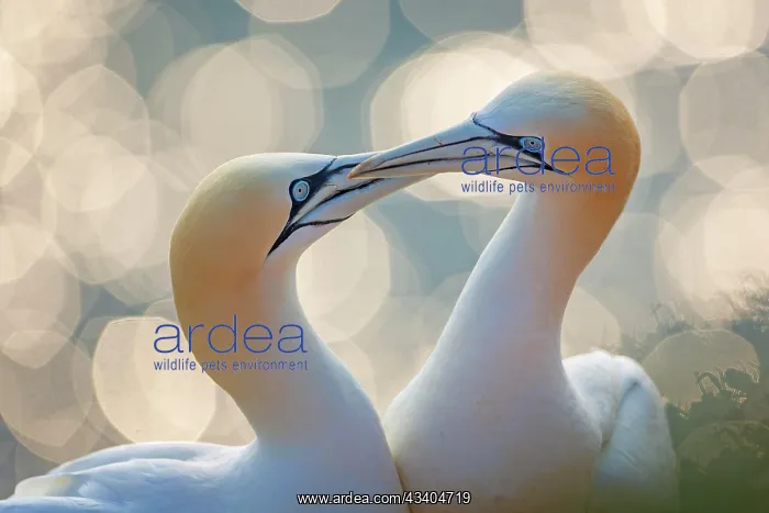: Northern gannet (Morus bassanus) Seabird, pair in : Northern gannet (Morus bassanus) Seabird, pair in