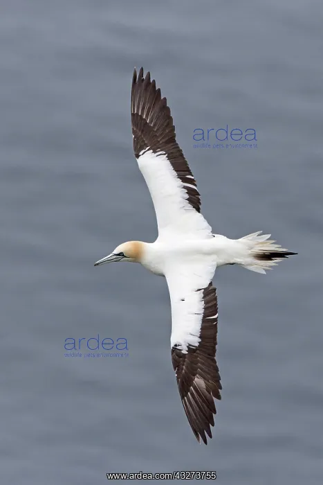 : Northern Gannet (Morus bassanus) sub-adult, fourth : Northern Gannet (Morus bassanus) sub-adult, fourth