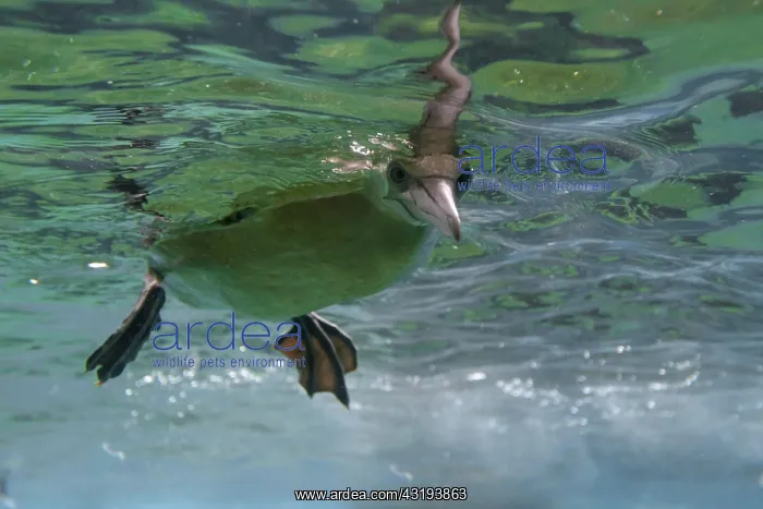 : Northern gannet (Morus bassanus), underwater shot : Northern gannet (Morus bassanus), underwater shot