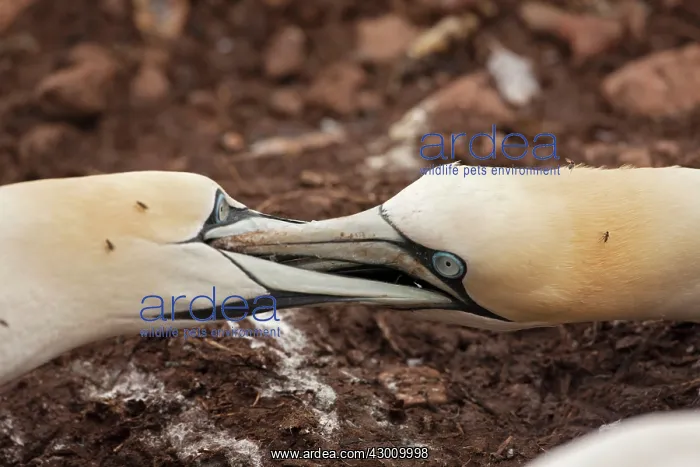  : Northern Gannet neighbouring adults fighting