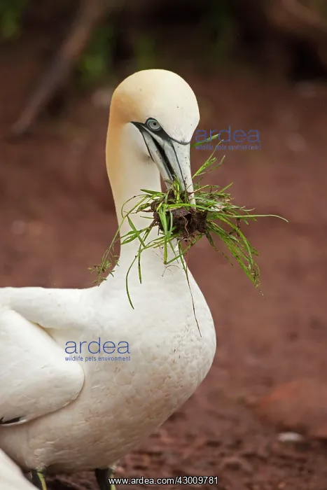 : Northern Gannet with nesting material : Northern Gannet with nesting material