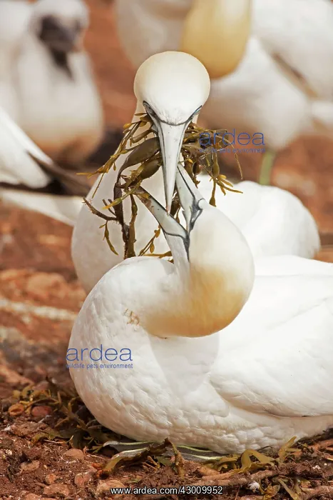  : Northern Gannet with nesting material