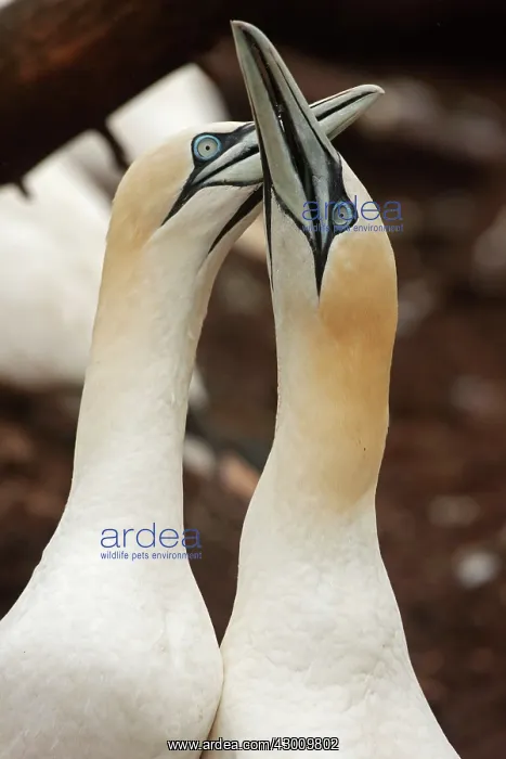 : Northern Gannet pair in courtship display : Northern Gannet pair in courtship display