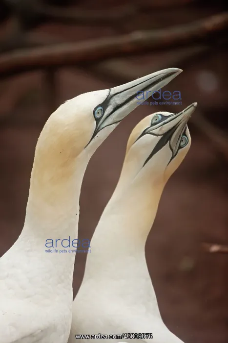 : Northern Gannet pair in courtship display : Northern Gannet pair in courtship display
