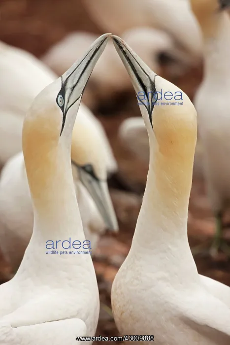 : Northern Gannet pair in courtship display : Northern Gannet pair in courtship display