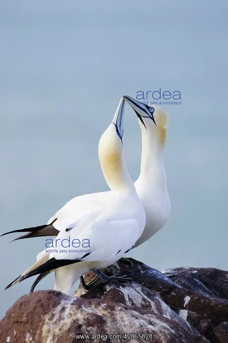 : Northern Gannet - Pair crossing bills as a greeting : Northern Gannet - Pair crossing bills as a greeting