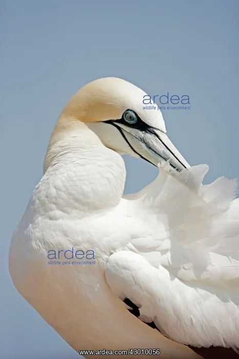 : Northern Gannet preening : Northern Gannet preening