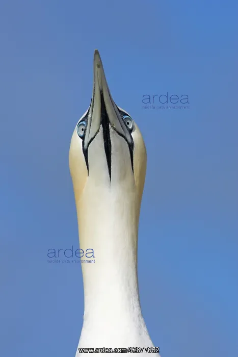 : Northern Gannet - Sky pointing : Northern Gannet - Sky pointing