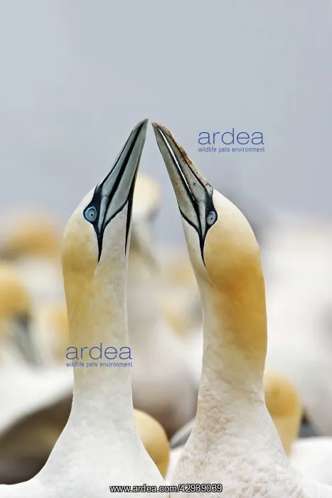 : Northern Gannet - sky pointing as part of courtship display : Northern Gannet - sky pointing as part of courtship display