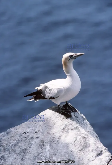 : Northern GANNET - standing on rock : Northern GANNET - standing on rock