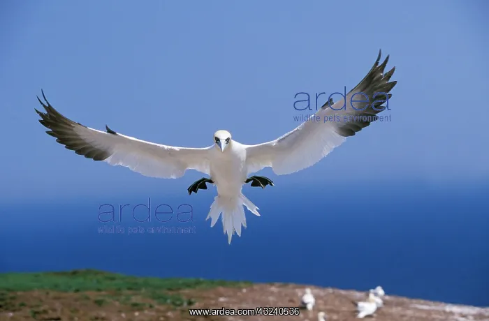 : NORTHERN GANNET (sula bassana), ADULT IN FLIGHT : NORTHERN GANNET (sula bassana), ADULT IN FLIGHT