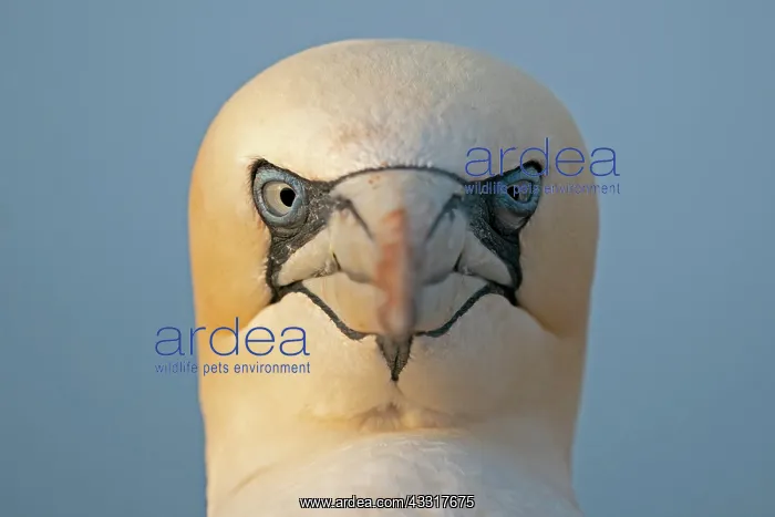 : Northern gannet (Sula bassana), animal portrait : Northern gannet (Sula bassana), animal portrait