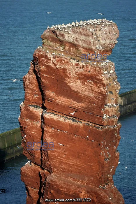 : Northern gannet (Sula bassana) breeding colony on : Northern gannet (Sula bassana) breeding colony on