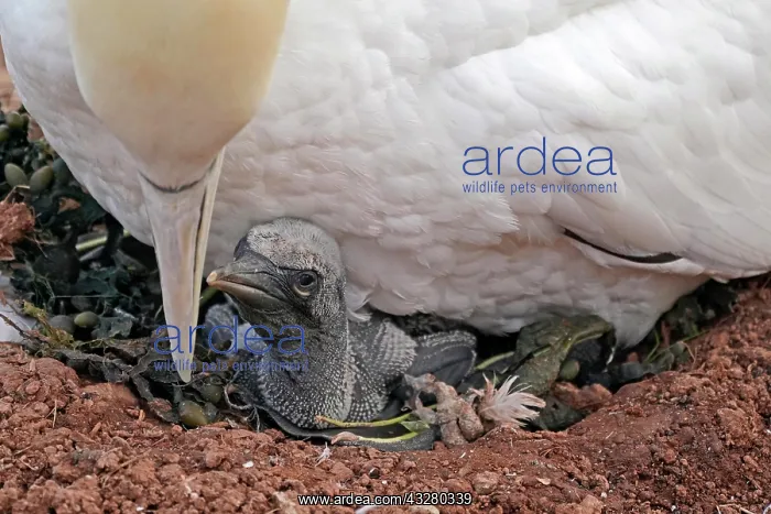 : Northern gannet (Sula bassana), chicks in nest under : Northern gannet (Sula bassana), chicks in nest under