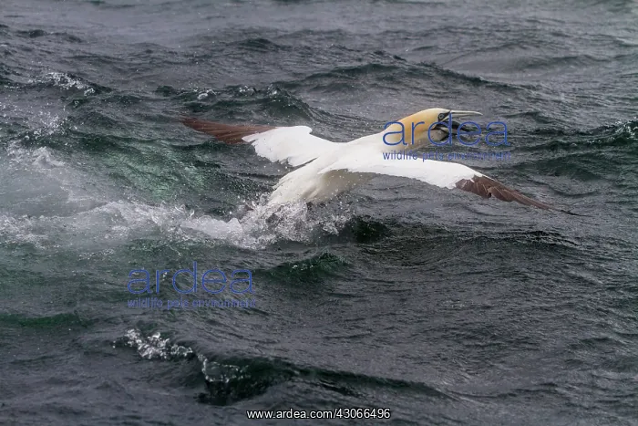 : Northern Gannet (Sula bassana) in flight, Bass Rock : Northern Gannet (Sula bassana) in flight, Bass Rock