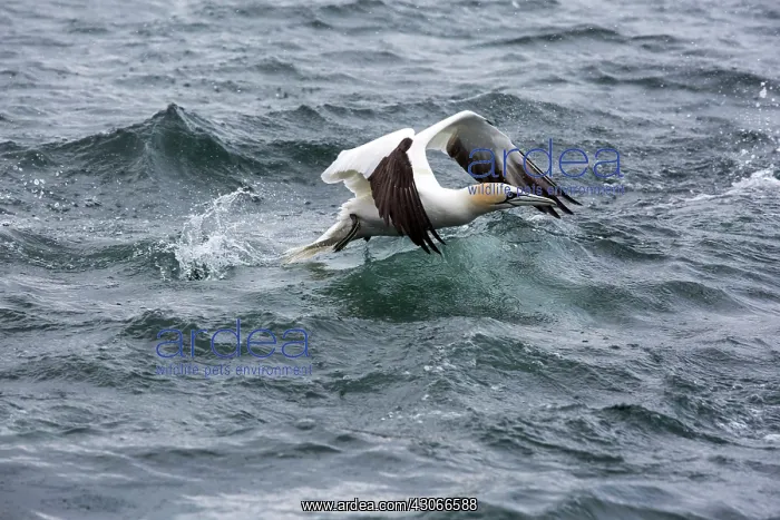 : Northern Gannet (Sula bassana) in flight, Bass Rock : Northern Gannet (Sula bassana) in flight, Bass Rock