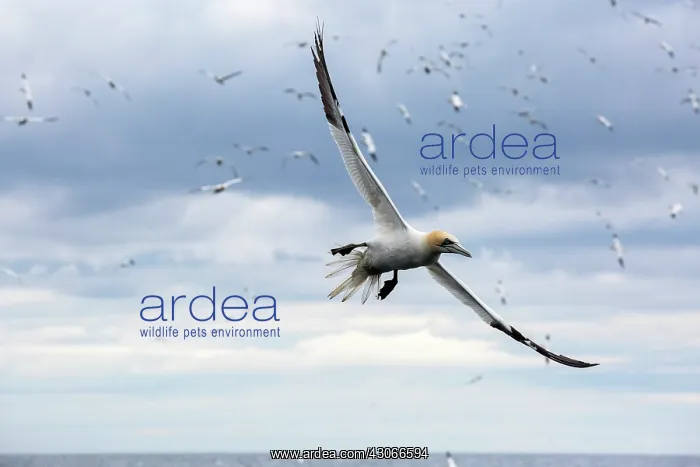 : Northern Gannet (Sula bassana) in flight, Bass Rock : Northern Gannet (Sula bassana) in flight, Bass Rock