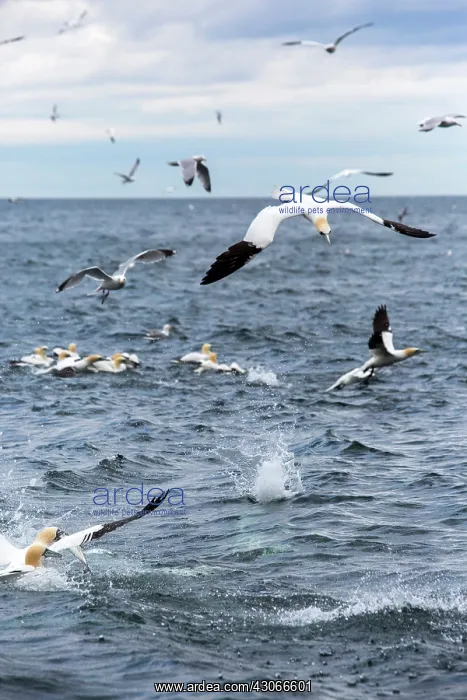 : Northern Gannet (Sula bassana) in flight, Bass Rock : Northern Gannet (Sula bassana) in flight, Bass Rock