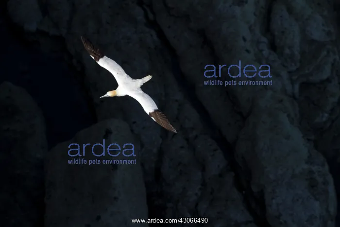 : Northern Gannet (Sula bassana) in flight, Bempton : Northern Gannet (Sula bassana) in flight, Bempton