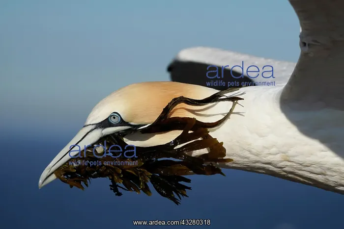 : Northern gannet (Sula bassana) flying with nesting : Northern gannet (Sula bassana) flying with nesting