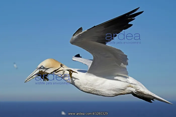 : Northern gannet (Sula bassana) flying with nesting : Northern gannet (Sula bassana) flying with nesting