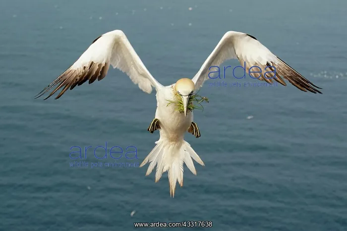 : Northern gannet (Sula bassana), flying with nesting : Northern gannet (Sula bassana), flying with nesting