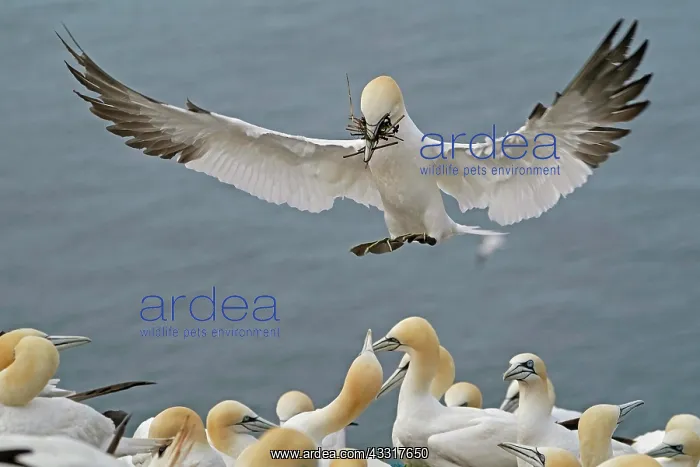  : Northern gannet (Sula bassana), flying with nesting