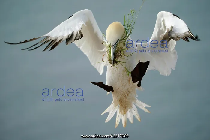 : Northern gannet (Sula bassana) flying with nesting : Northern gannet (Sula bassana) flying with nesting